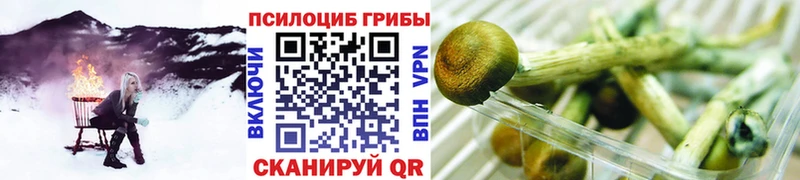 закладка  Вытегра  Галлюциногенные грибы Psilocybe 